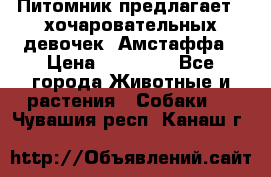 Питомник предлагает 2-хочаровательных девочек  Амстаффа › Цена ­ 25 000 - Все города Животные и растения » Собаки   . Чувашия респ.,Канаш г.